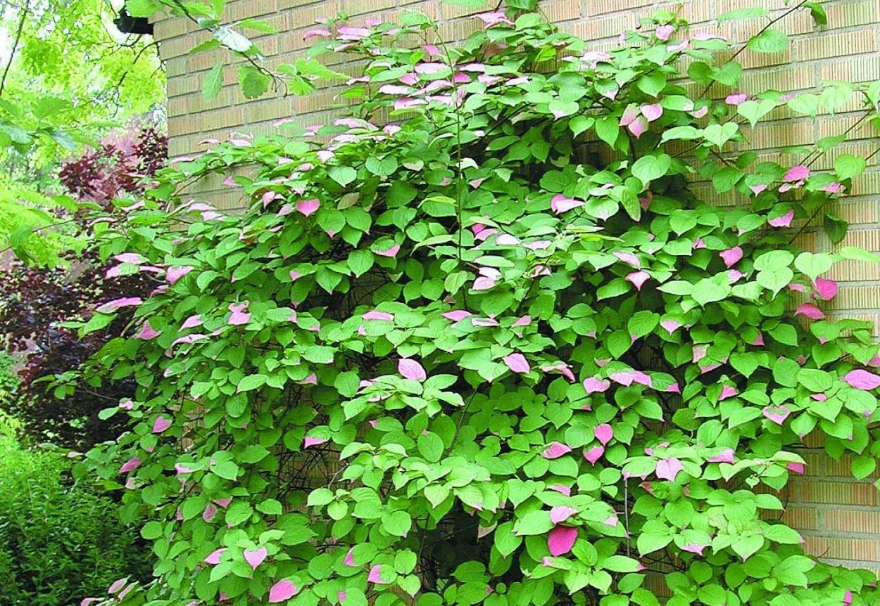 Древогубец Живая изгородь