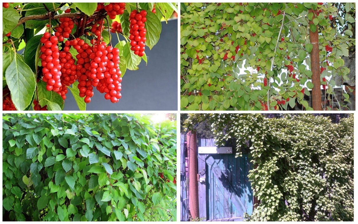 Лимонник Уссурийский