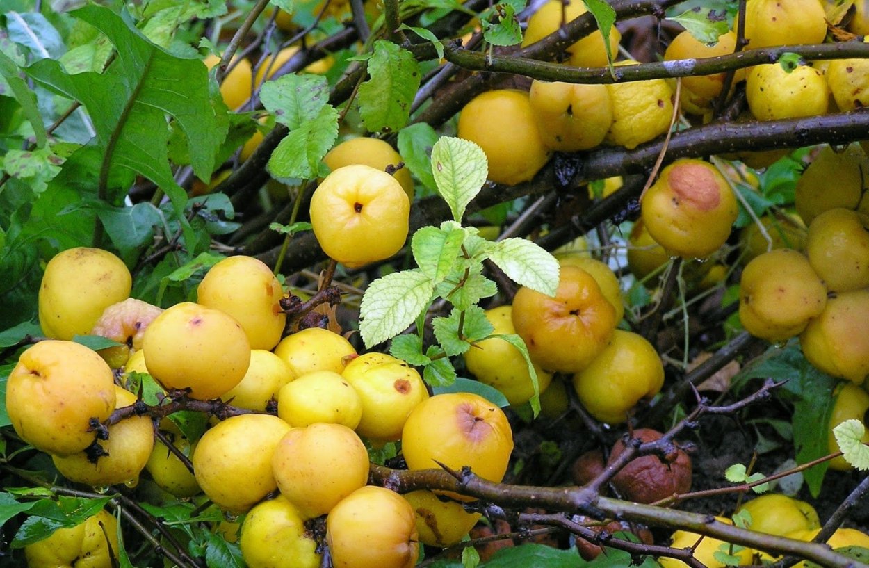 Лимонник китайский кустарник