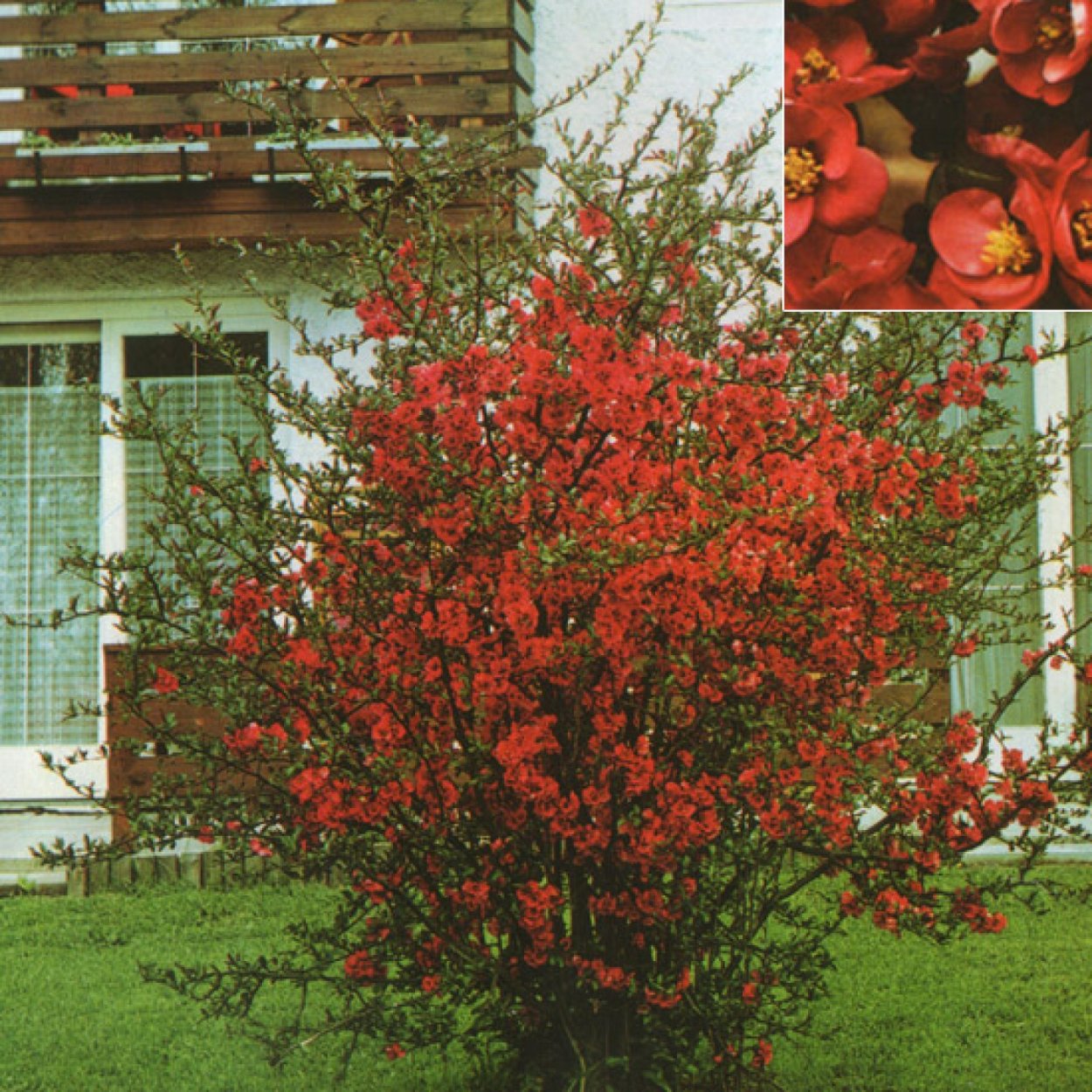 Лимонник китайский рассада