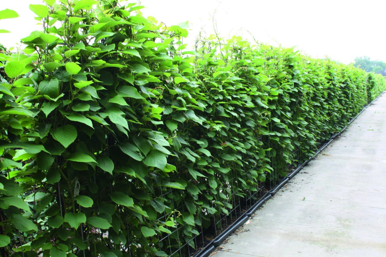 Лиана лимонника Дальневосточного