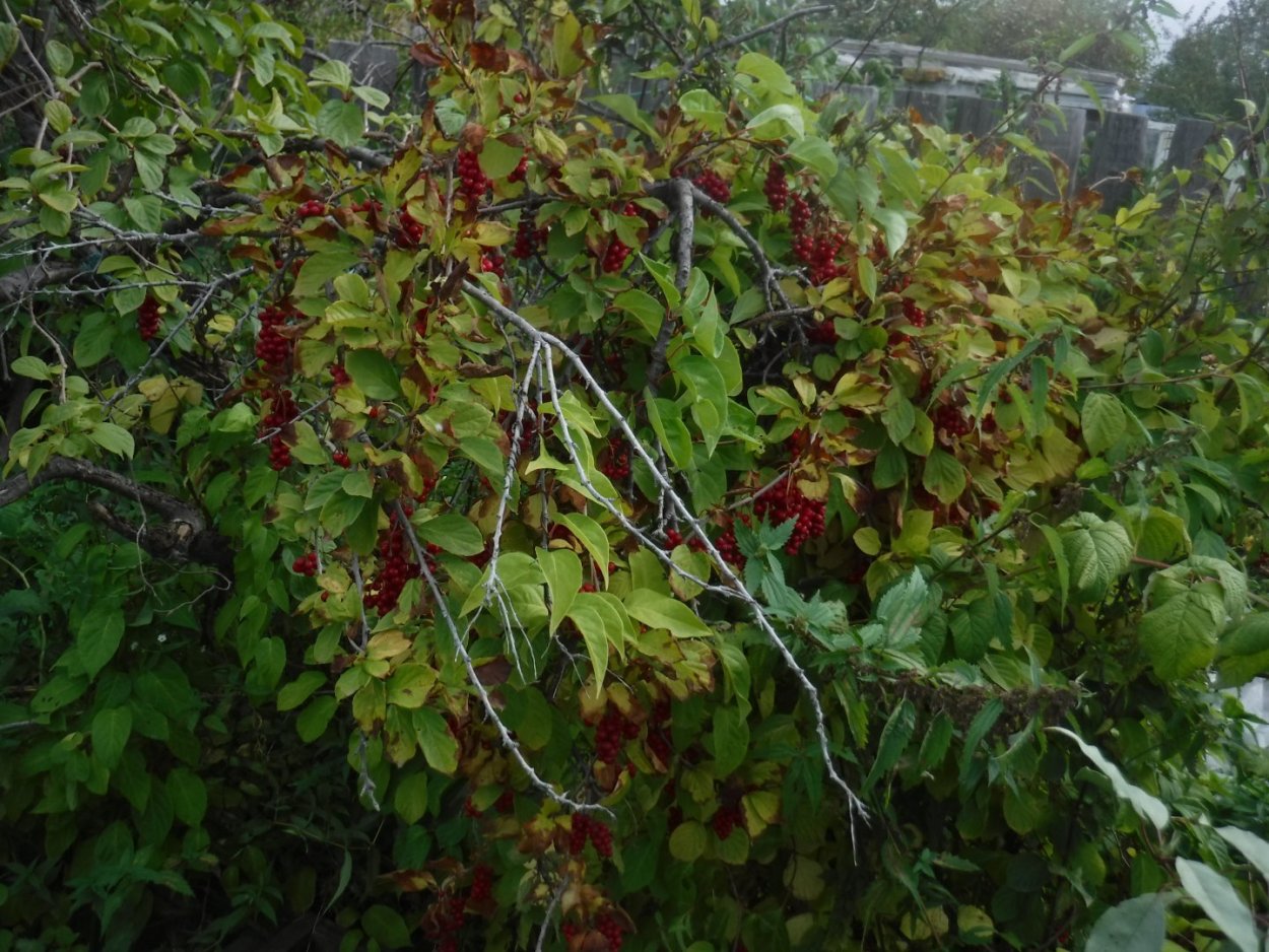 Лимонник Сибирский