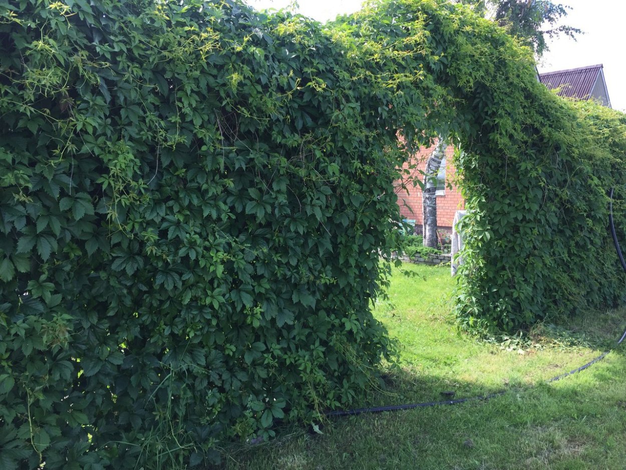 Лимонник Дикая айва