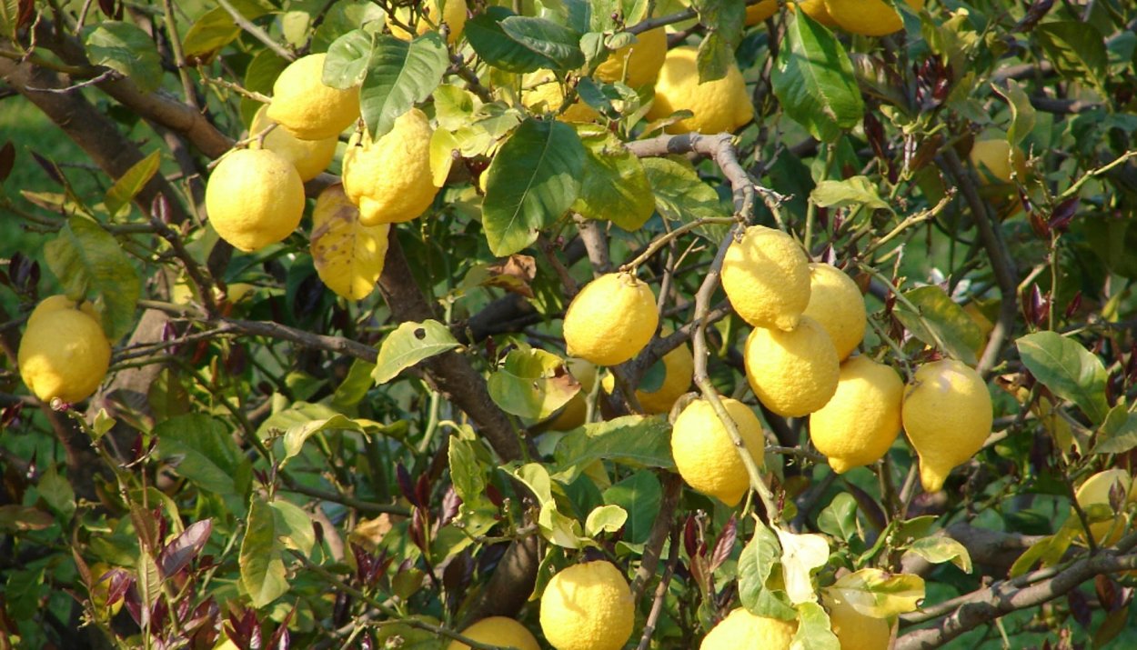 Лиана актинидия