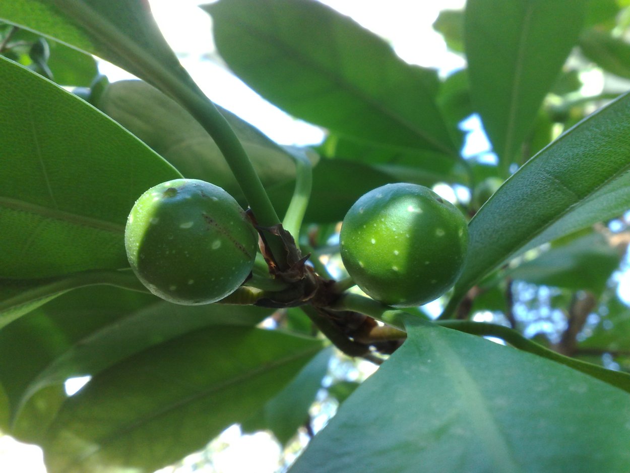 Плоды фикуса каучуконосного