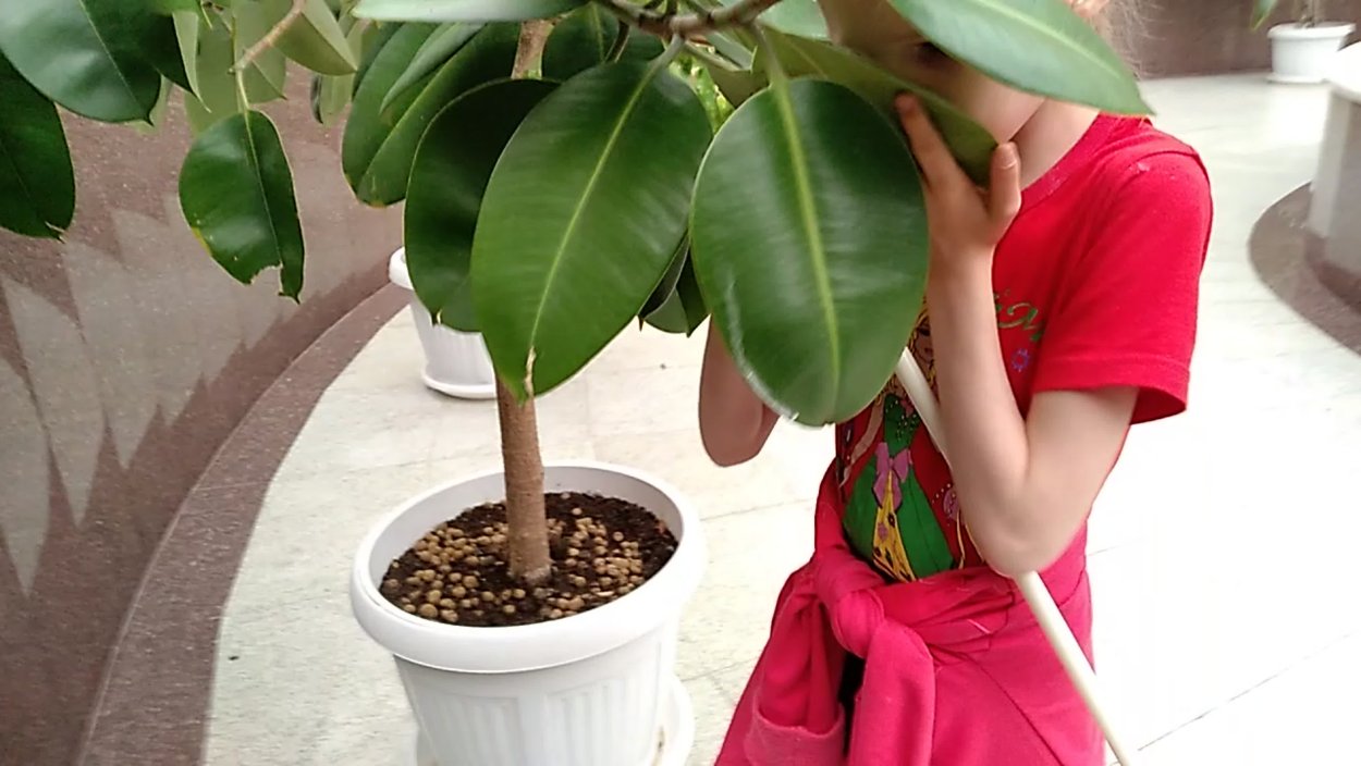 Побег фикуса Бенджамина