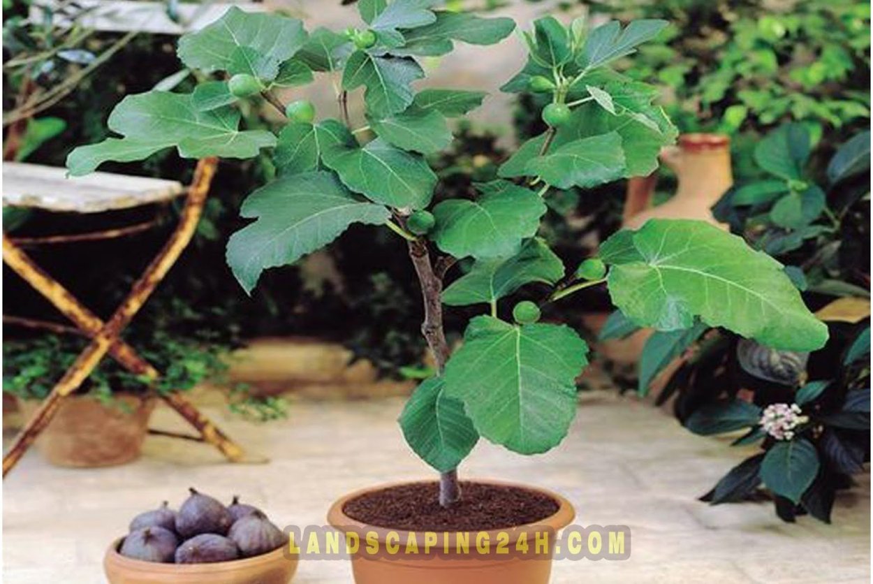 Фикус Карика, инжир (20)