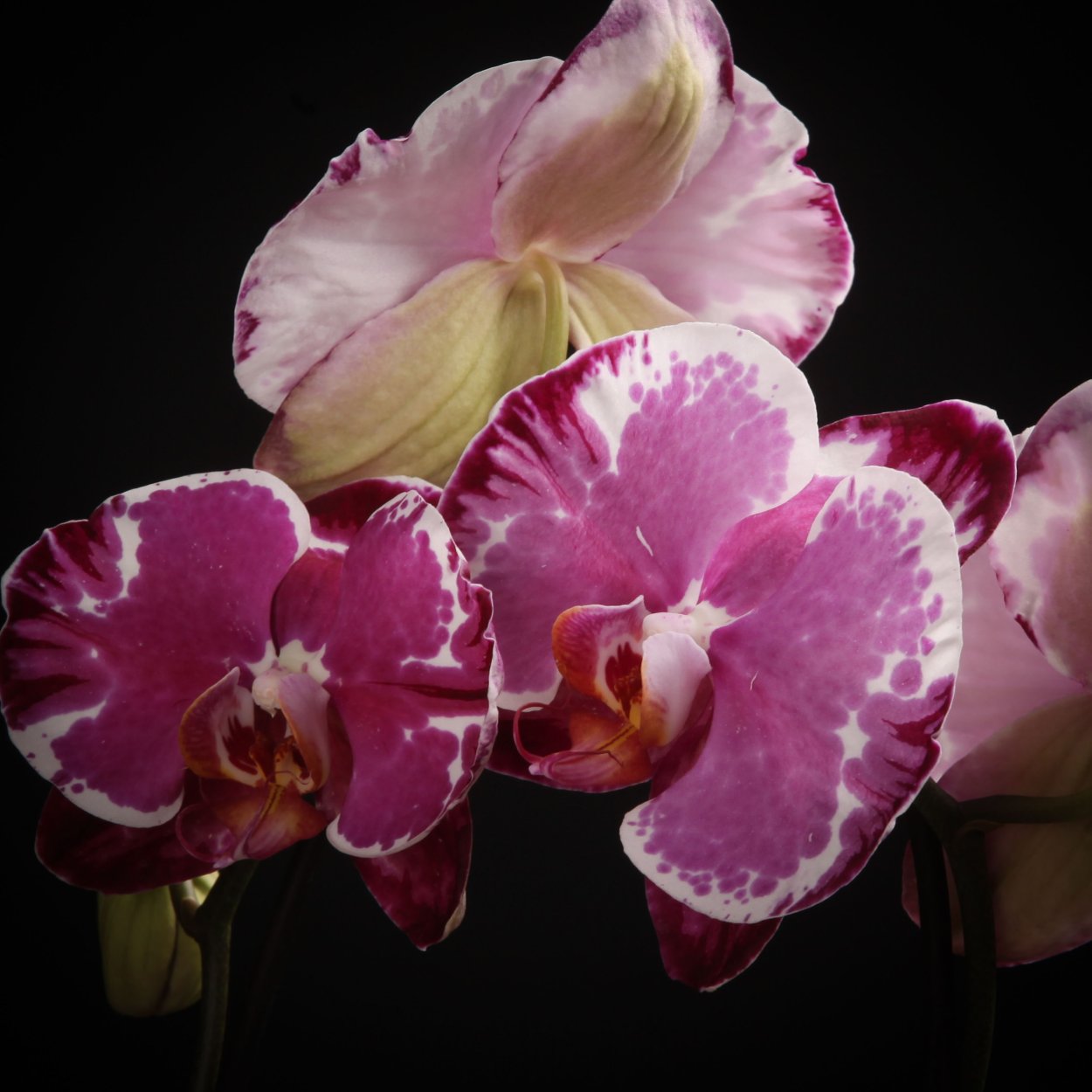 Фаленопсис сакрифайс