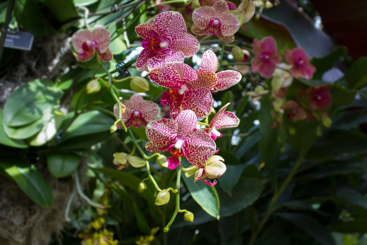 Фаленопсис Hsin Sun Beauty