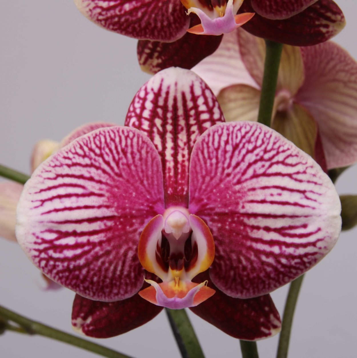 Фаленопсис Фантом