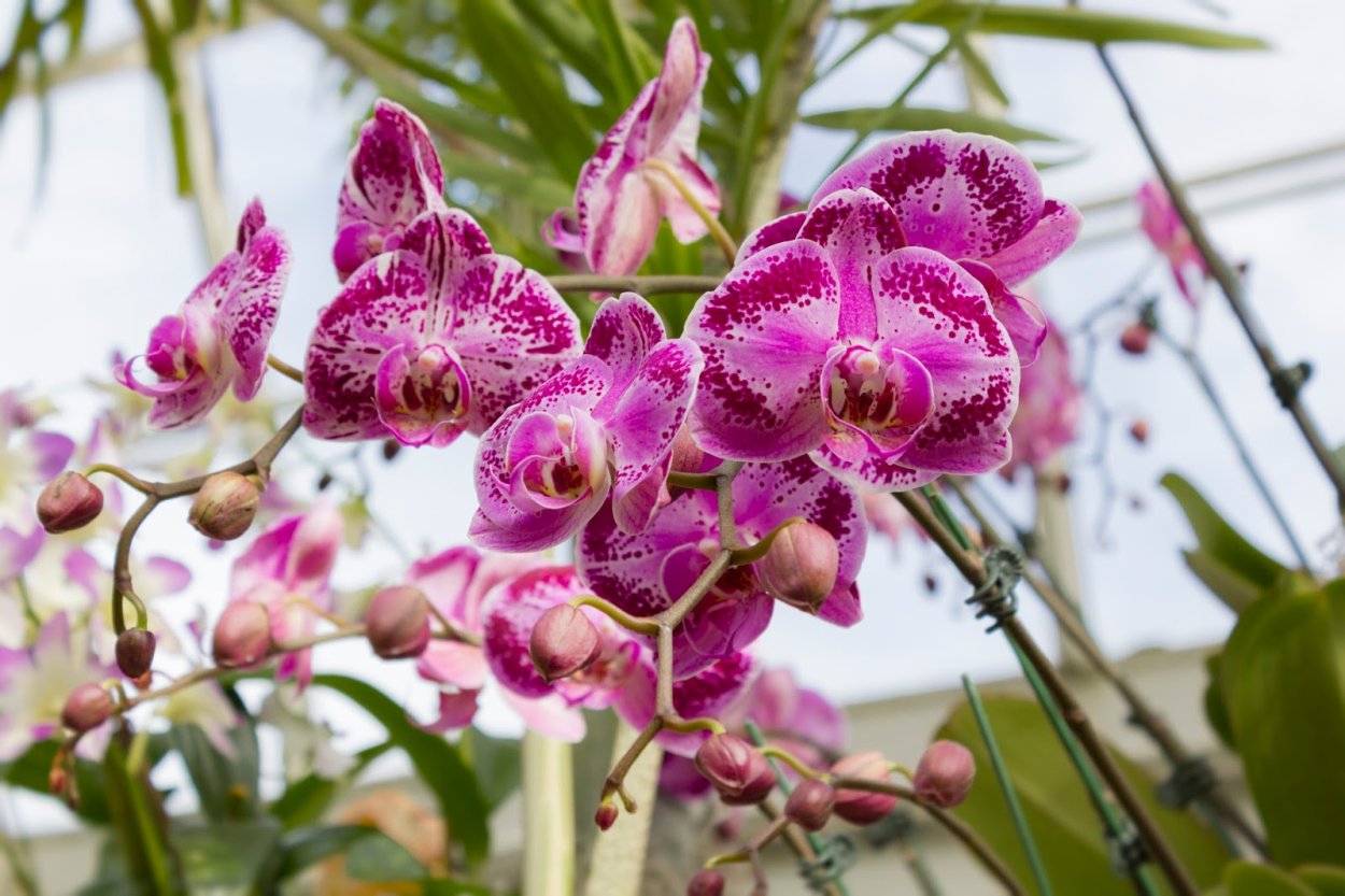 Reyoung Edie фаленопсис