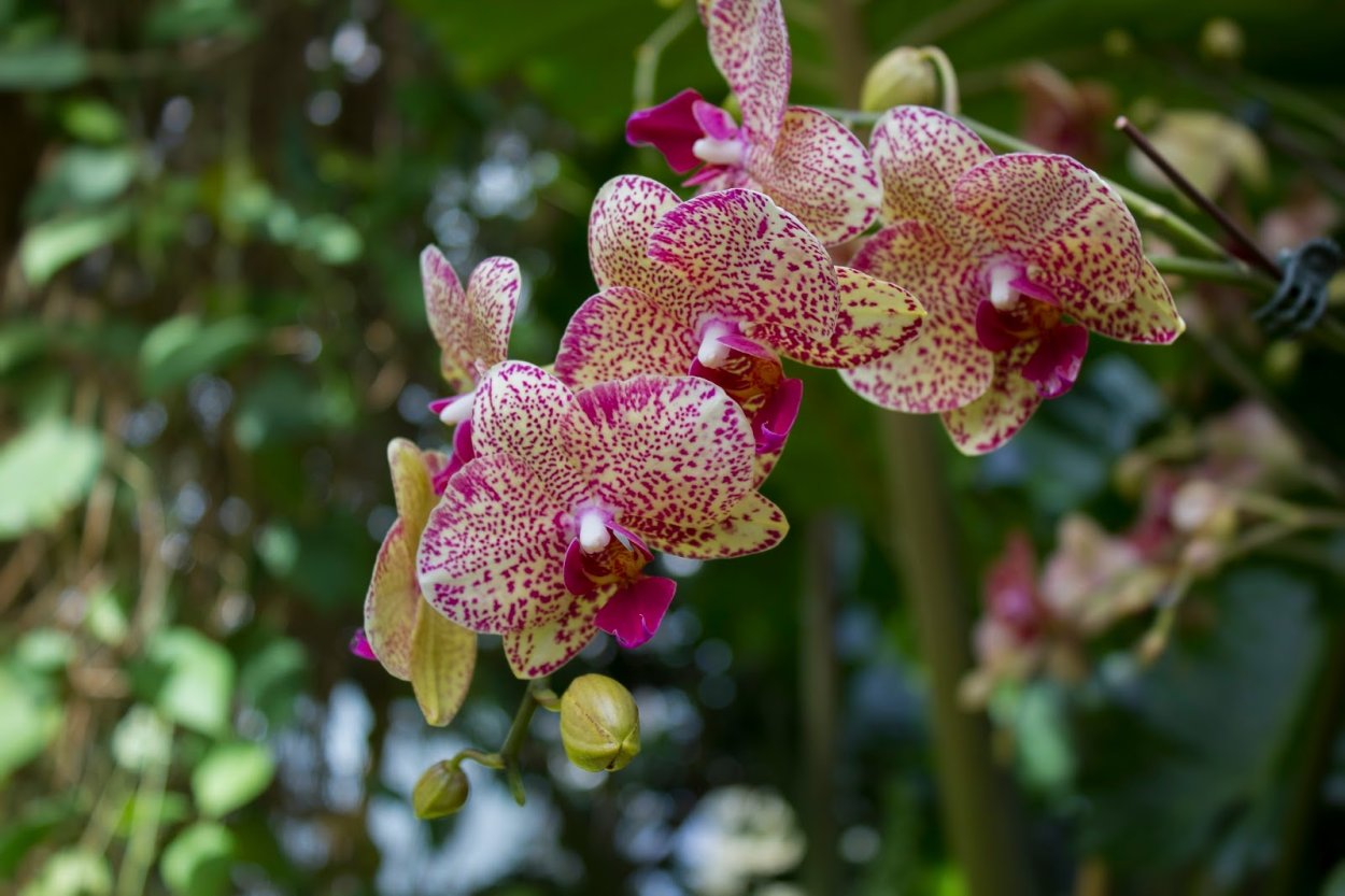 Фаленопсис Hsin spot Leopard