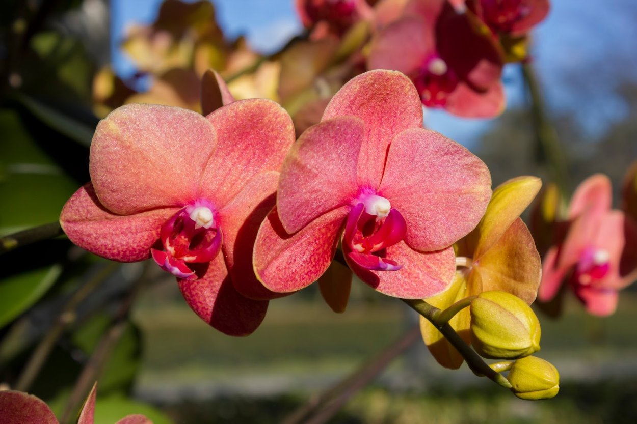 Фаленопсис Сурф Сонг