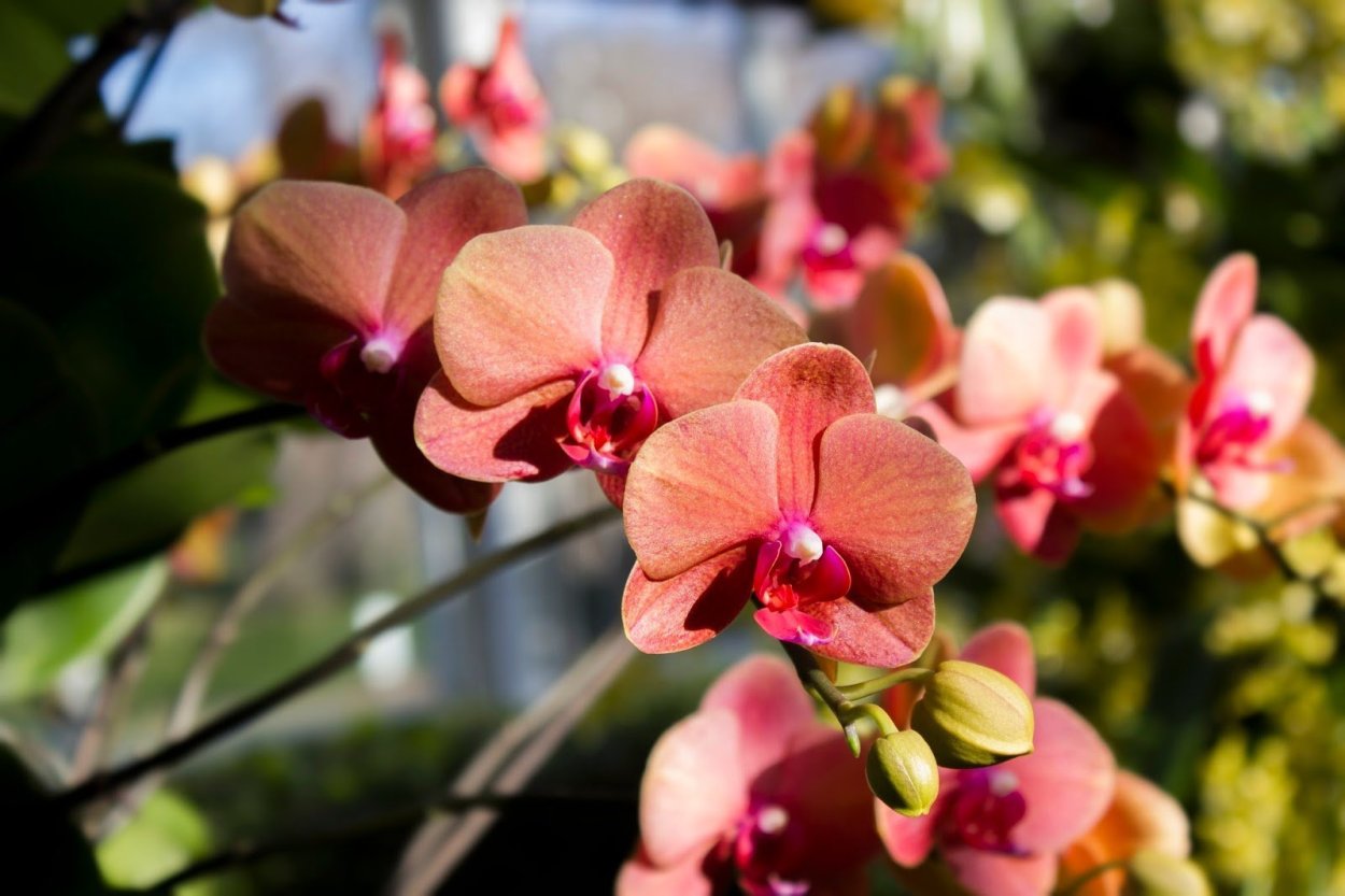 Фаленопсис Сурф Сонг