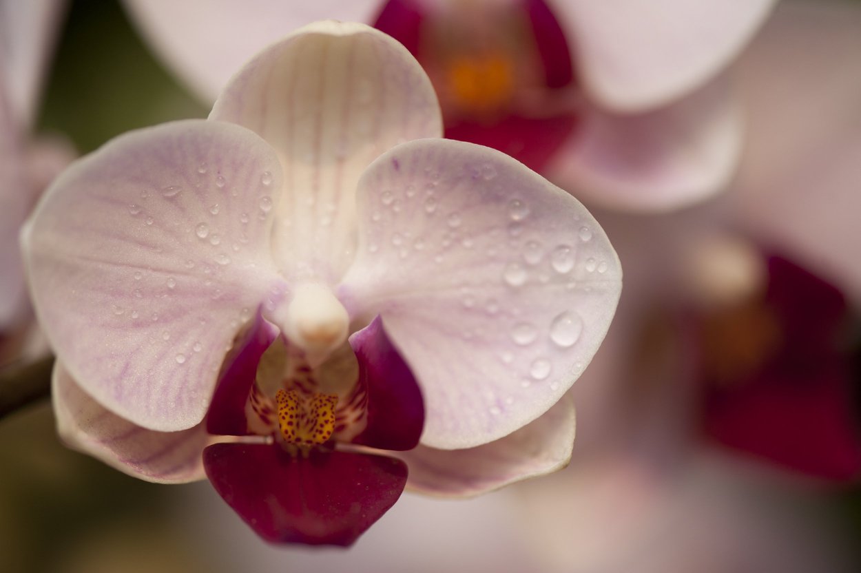 Фаленопсис сорт Кардинал