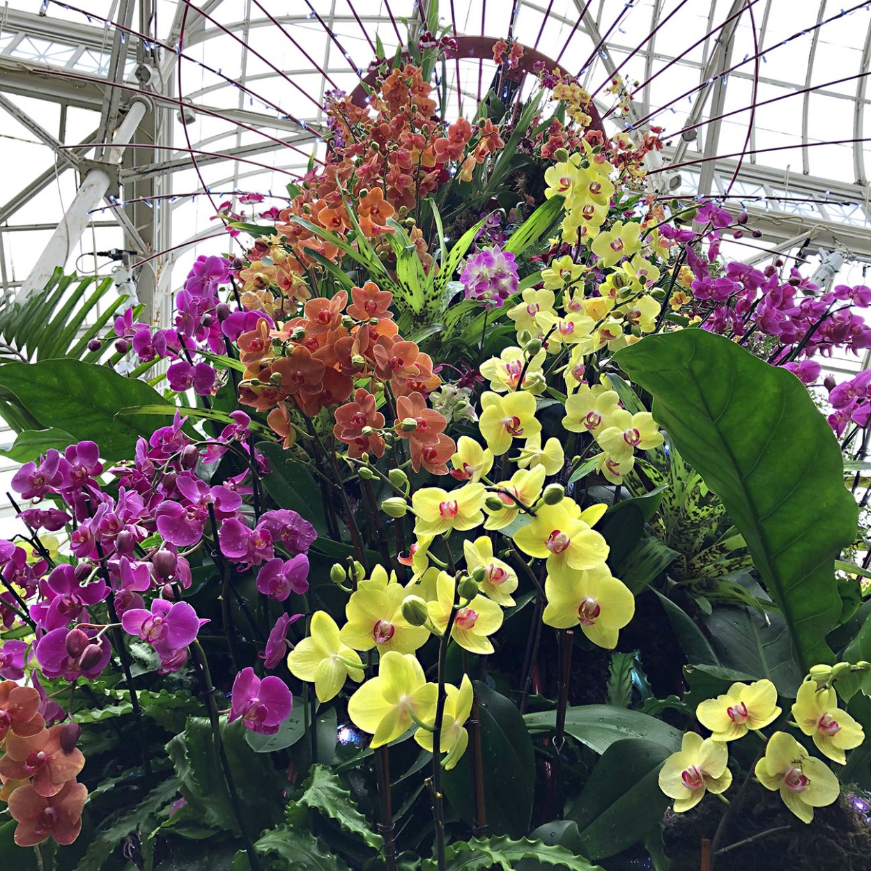 Орхидея Гарден