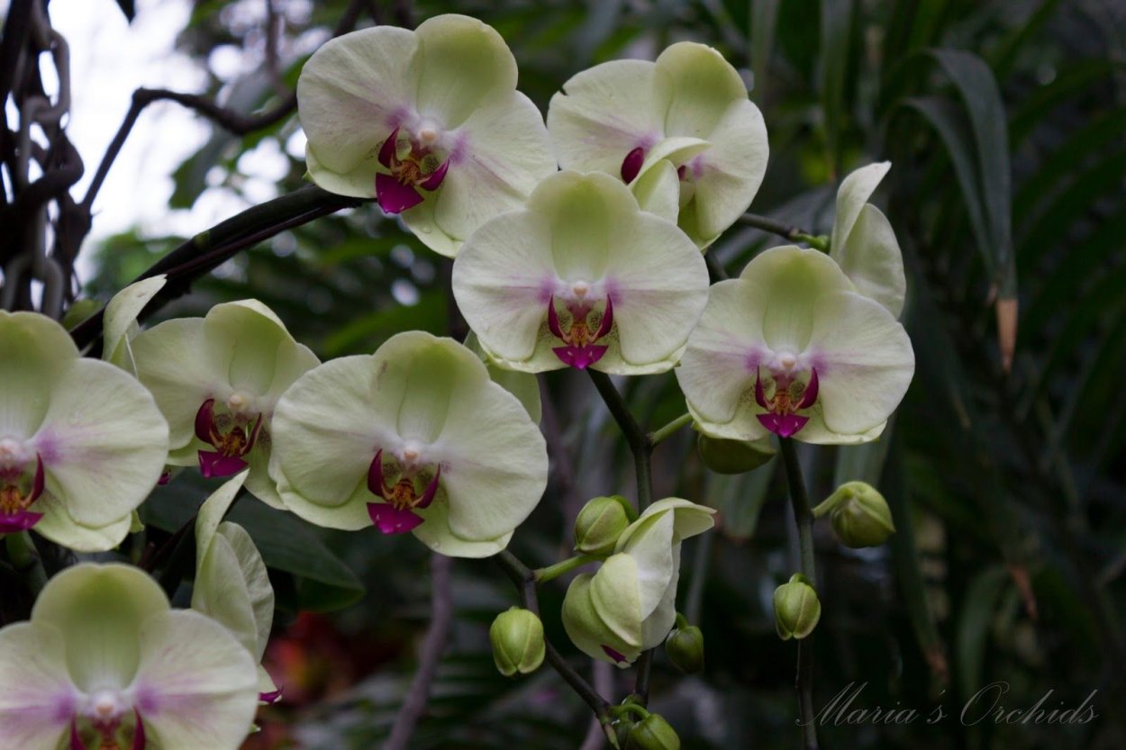 Орхидея Фуллер Сансет