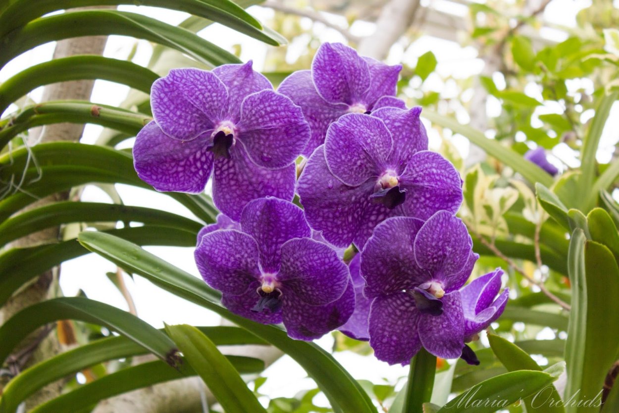 Орхидея Ванда голубая