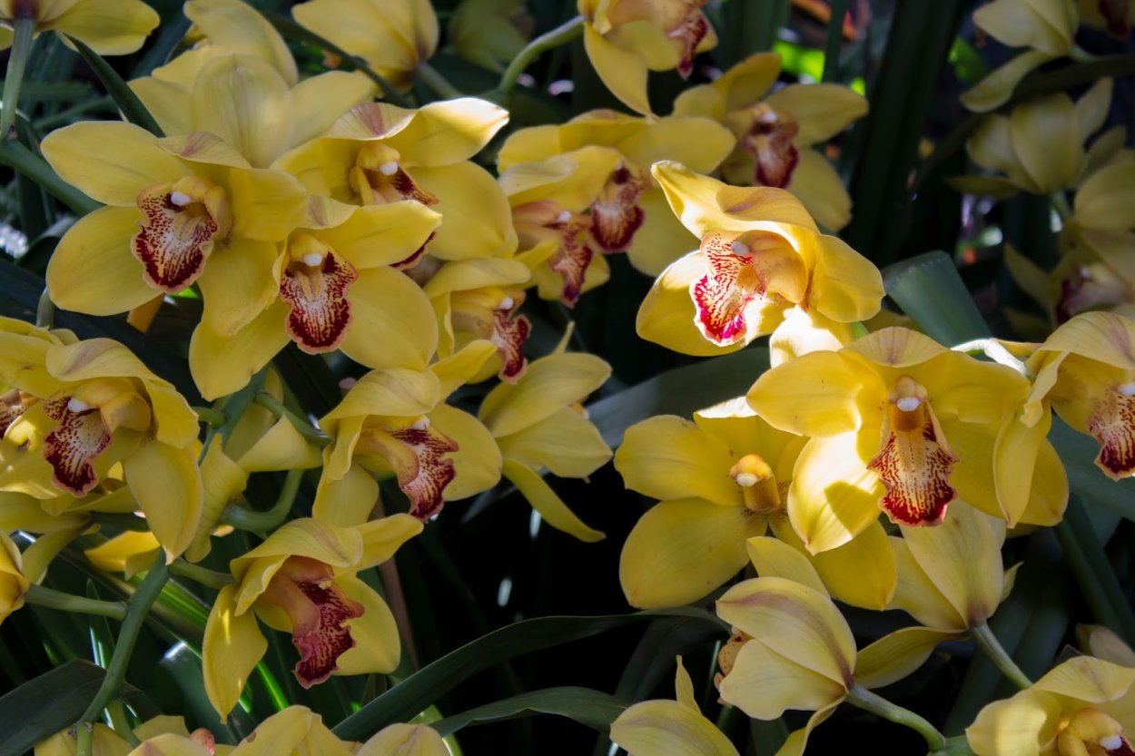 Цимбидиум хамелеон