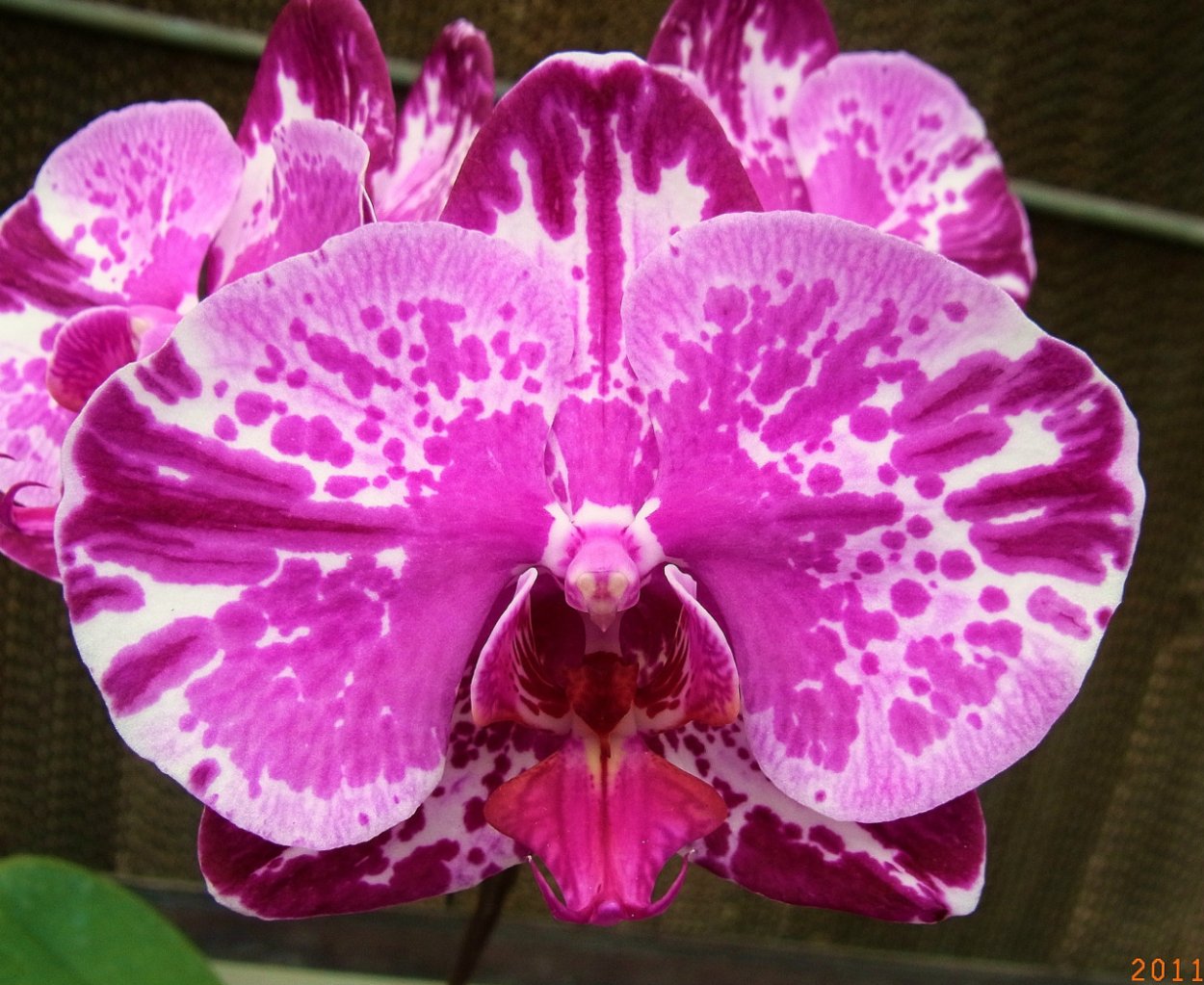 Фаленопсис Queen Cat