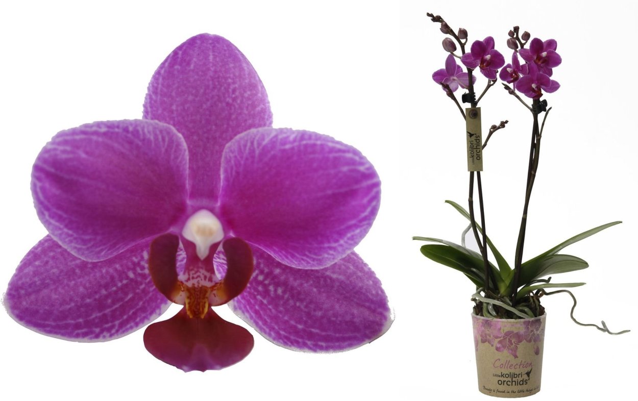 Фаленопсис Колибри