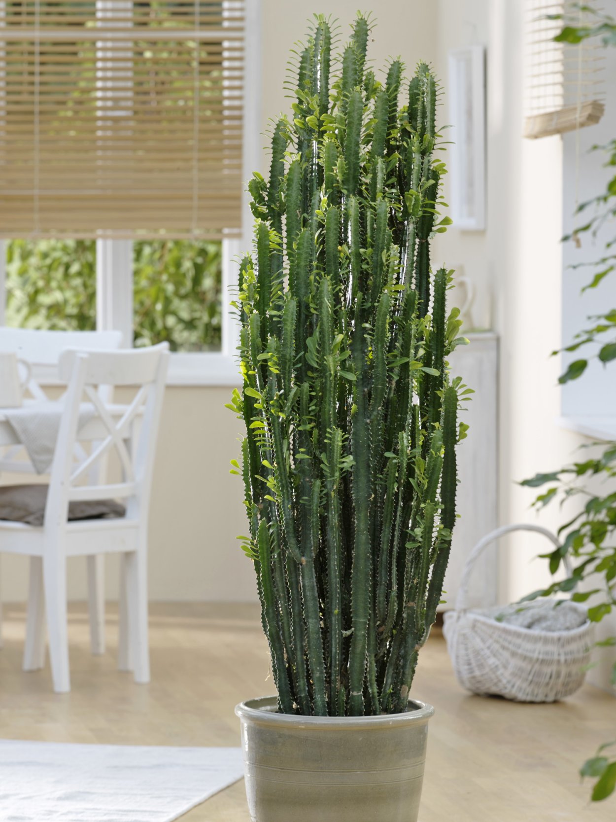 Молочай трехгранный