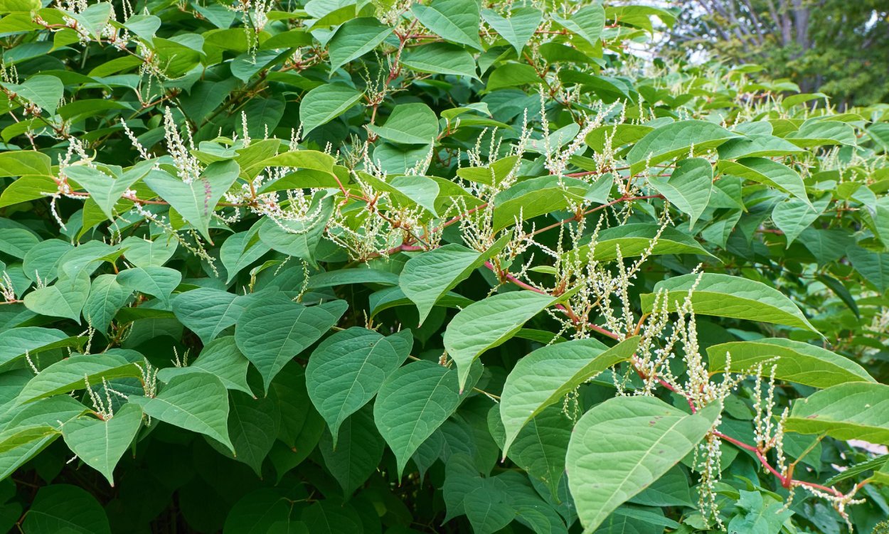 Рейнутрия Сахалинская гречиха Reynoutria