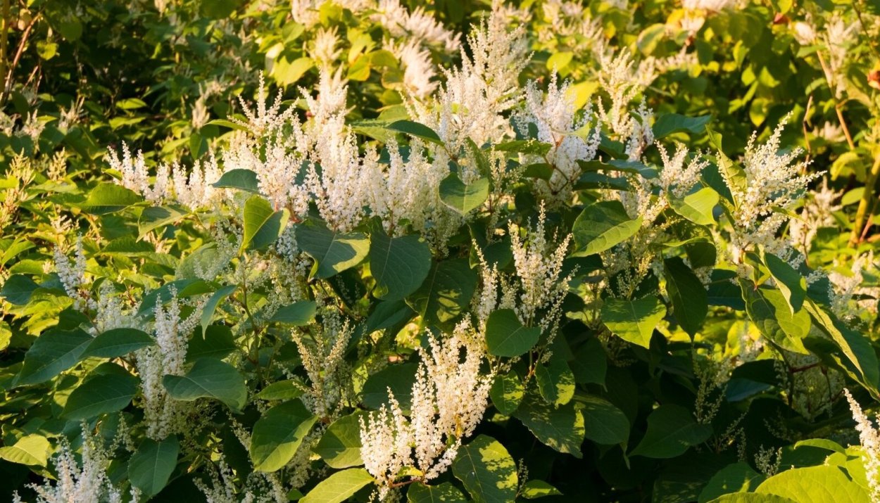 Горец Сахалинский Лиана