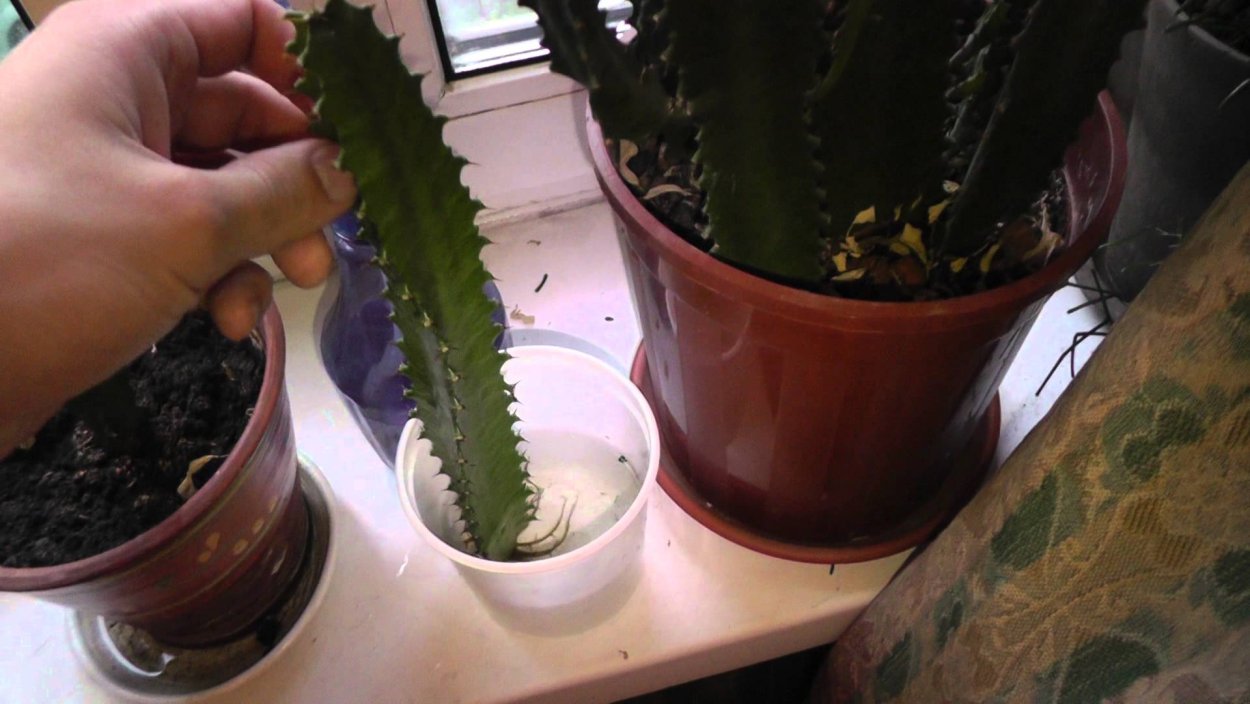 Цветок молочай трехгранный