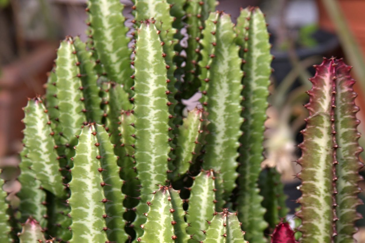 Молочай трехгранный в интерьере