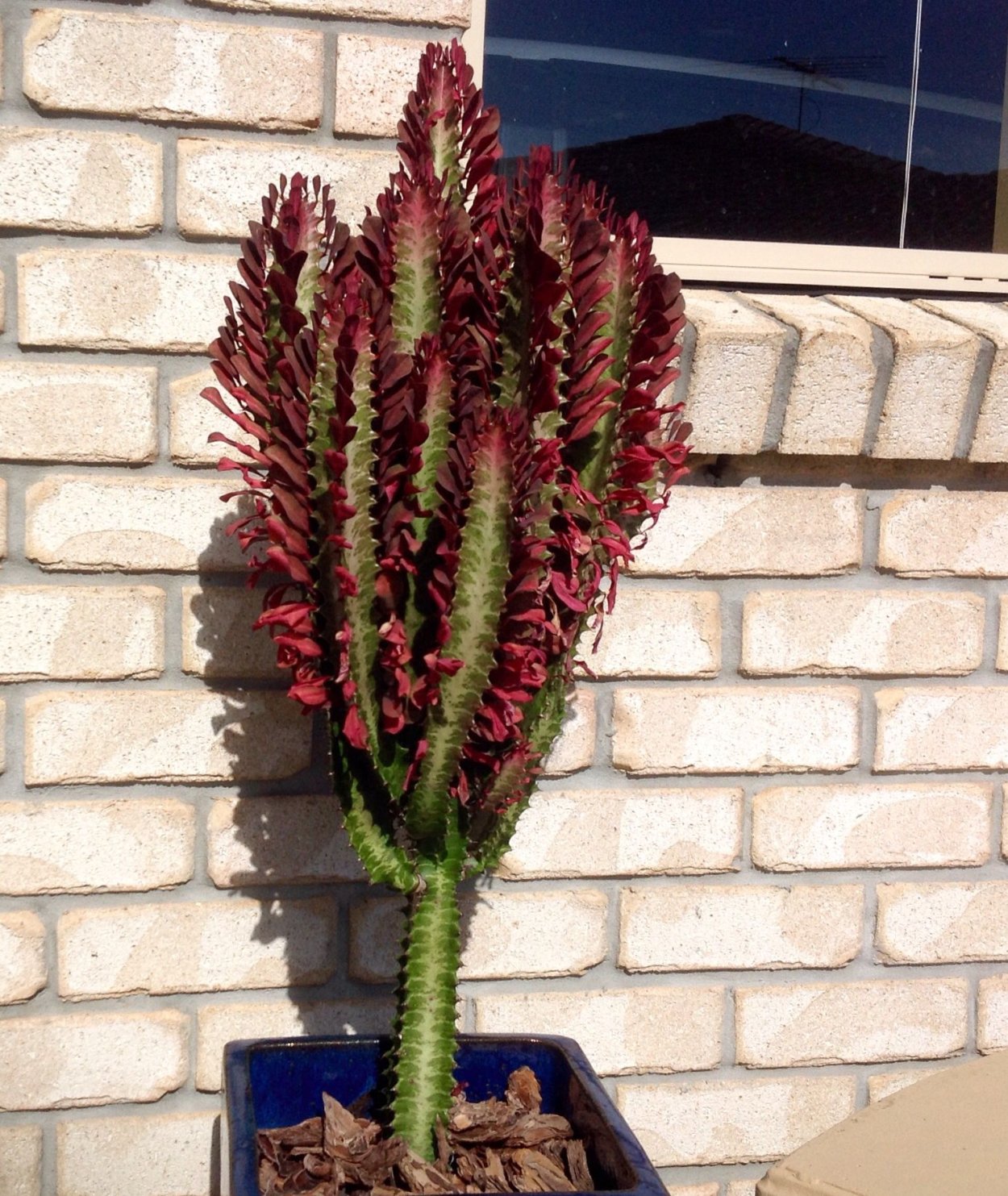 Молочай Trigona rubra