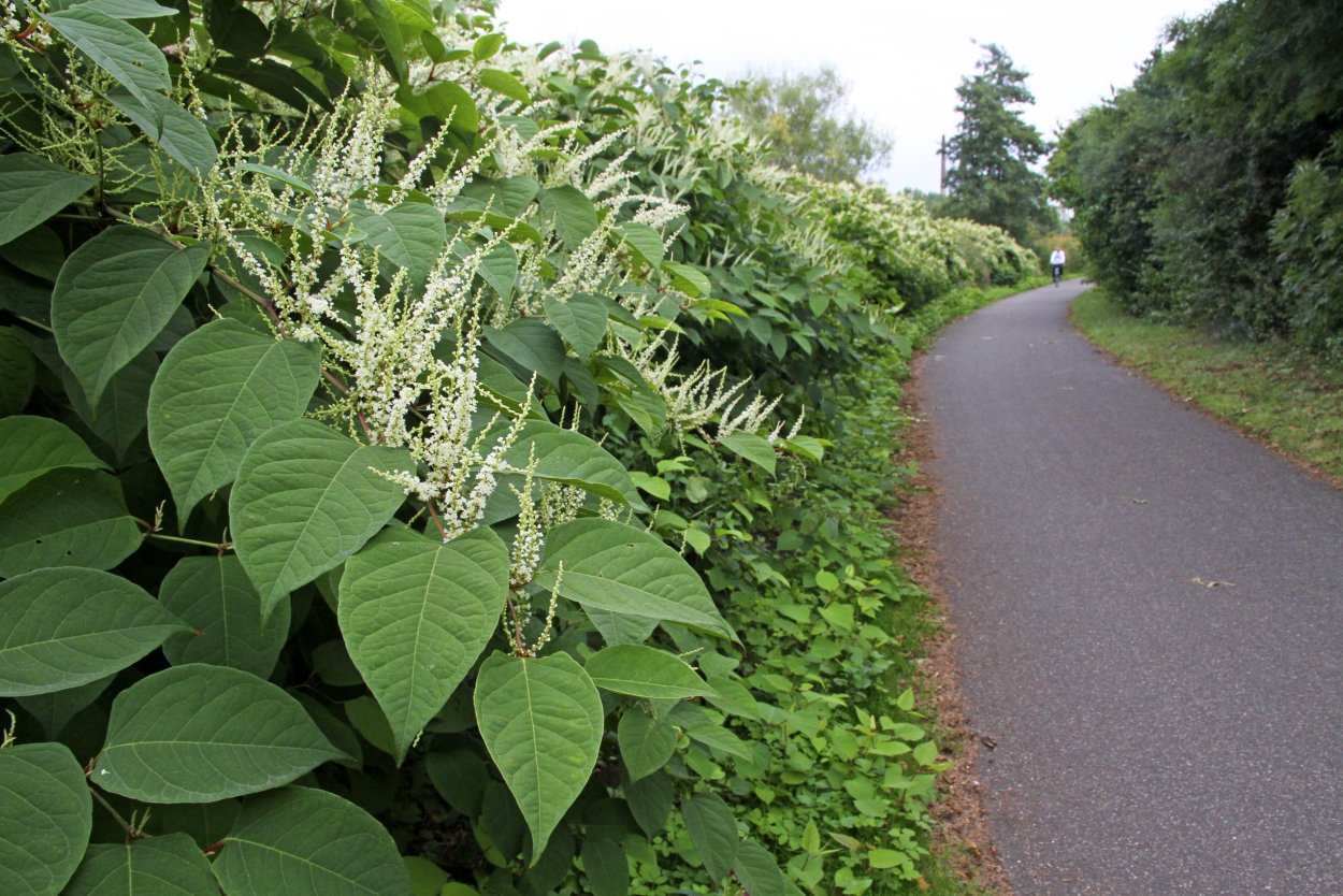 Рейнутрия японская.семена