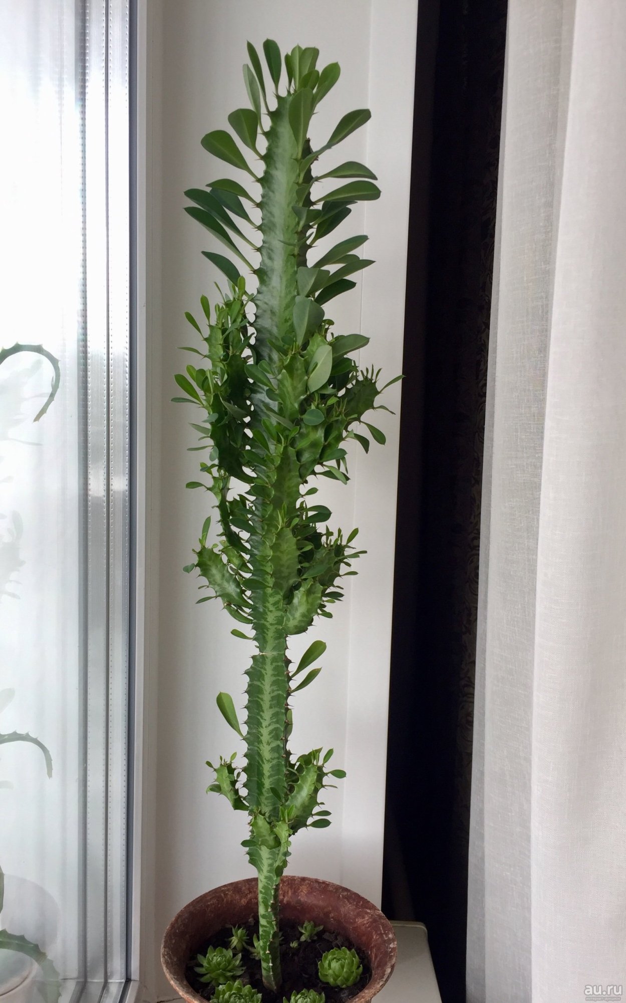 Молочай трехгранный треугольный