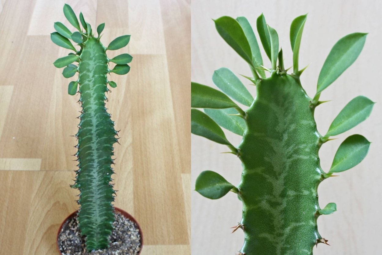 Молочай трехгранный