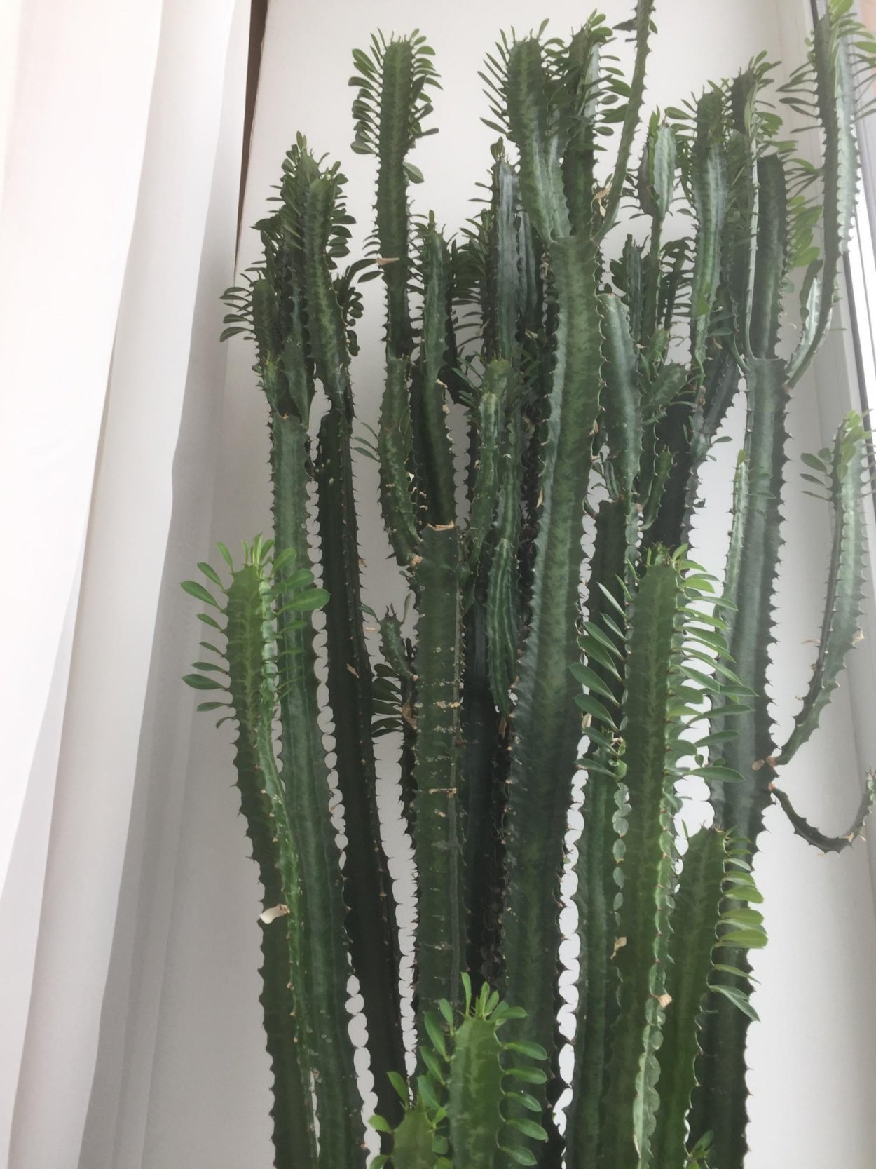 Композиция из молочая трехгранного