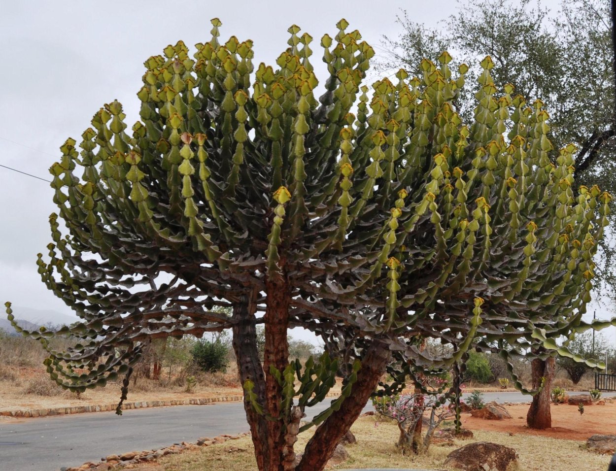 Молочай трехгранный