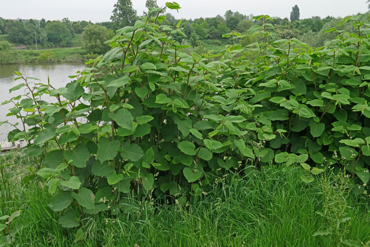Сорняк японская Рейнутрия