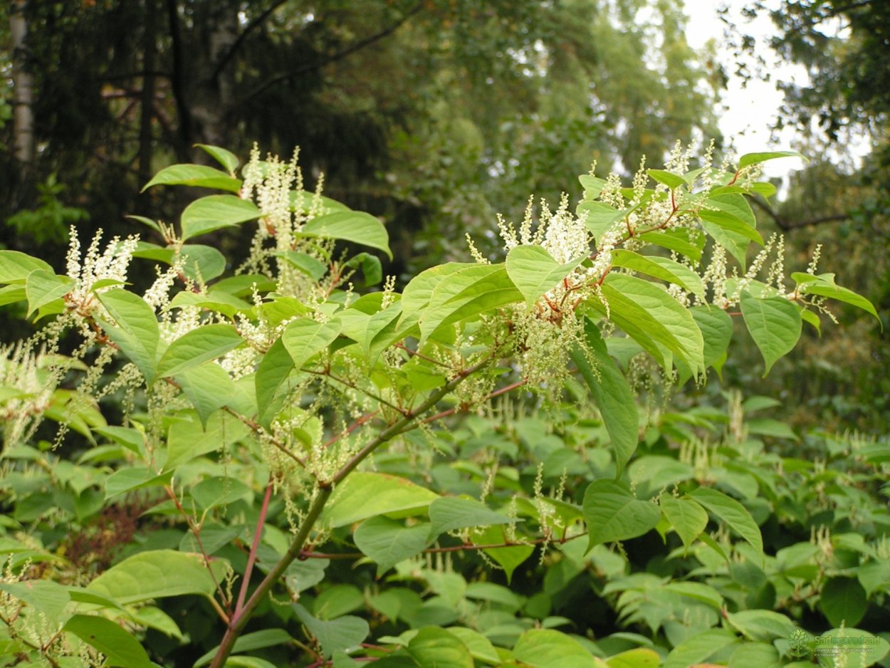 Рейнутрия Сахалинская гречиха
