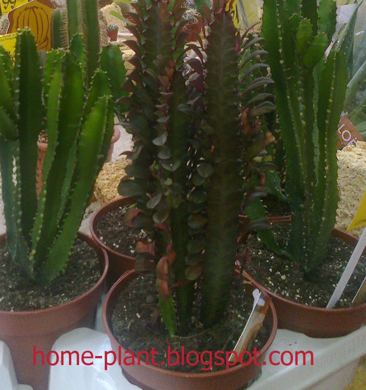 Эуфорбия молочай трёхгранный