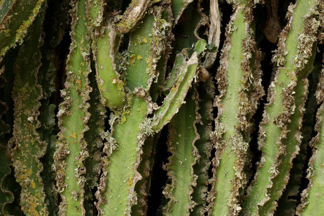 Эуфорбия молочай трёхгранный