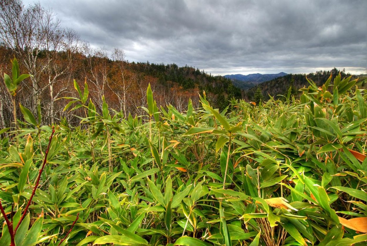 Бамбучник Курильский