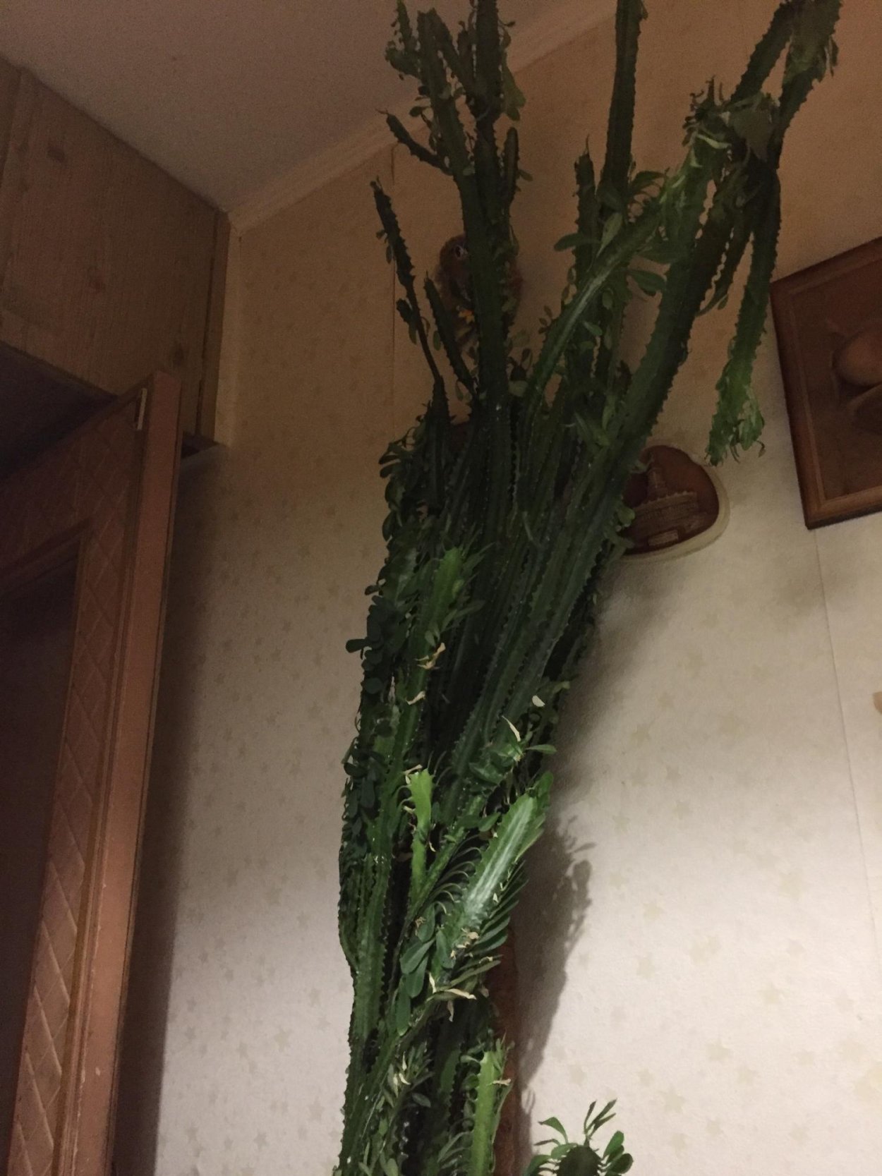 Молочай трехгранный