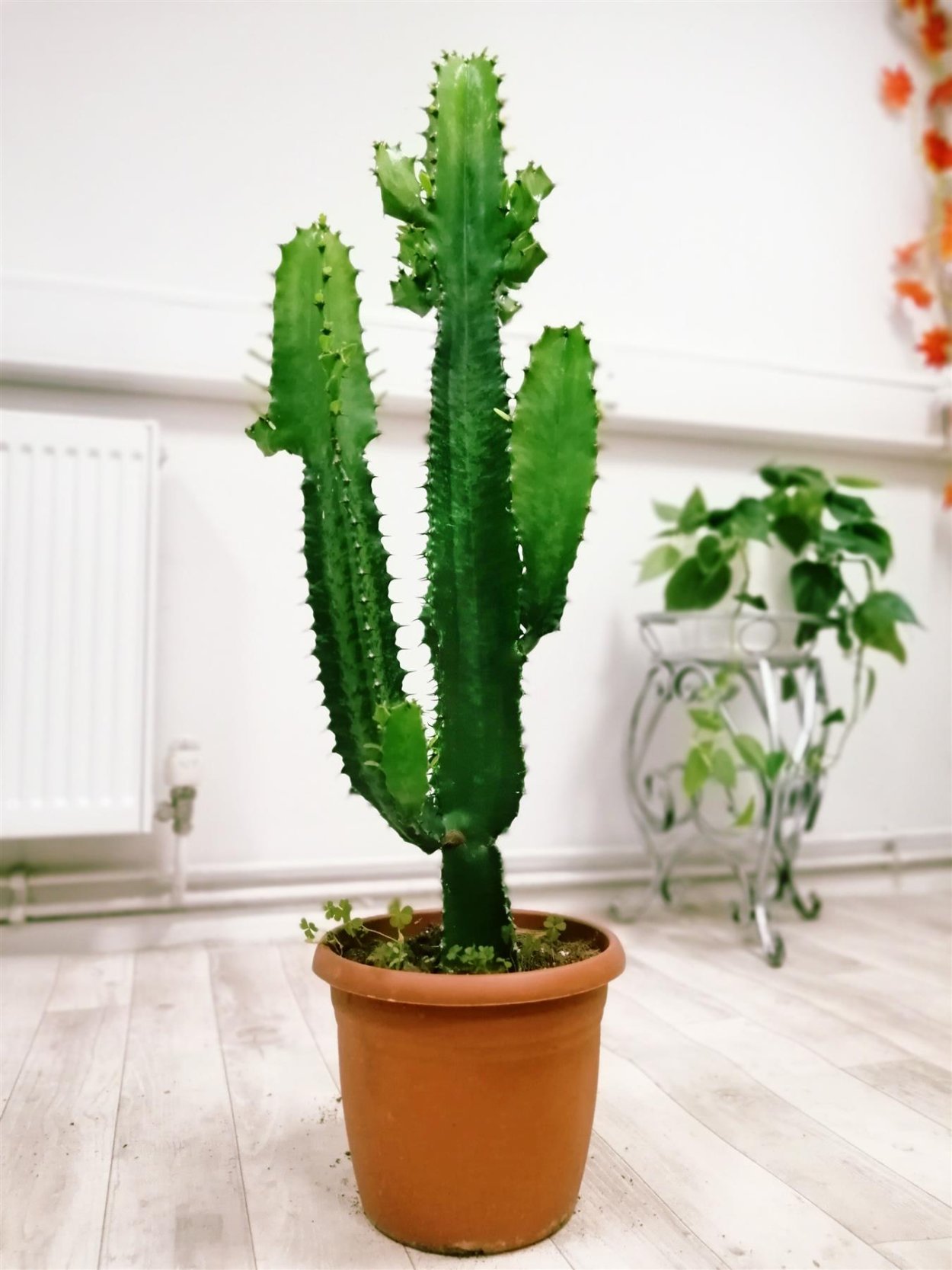 Эуфорбия молочай