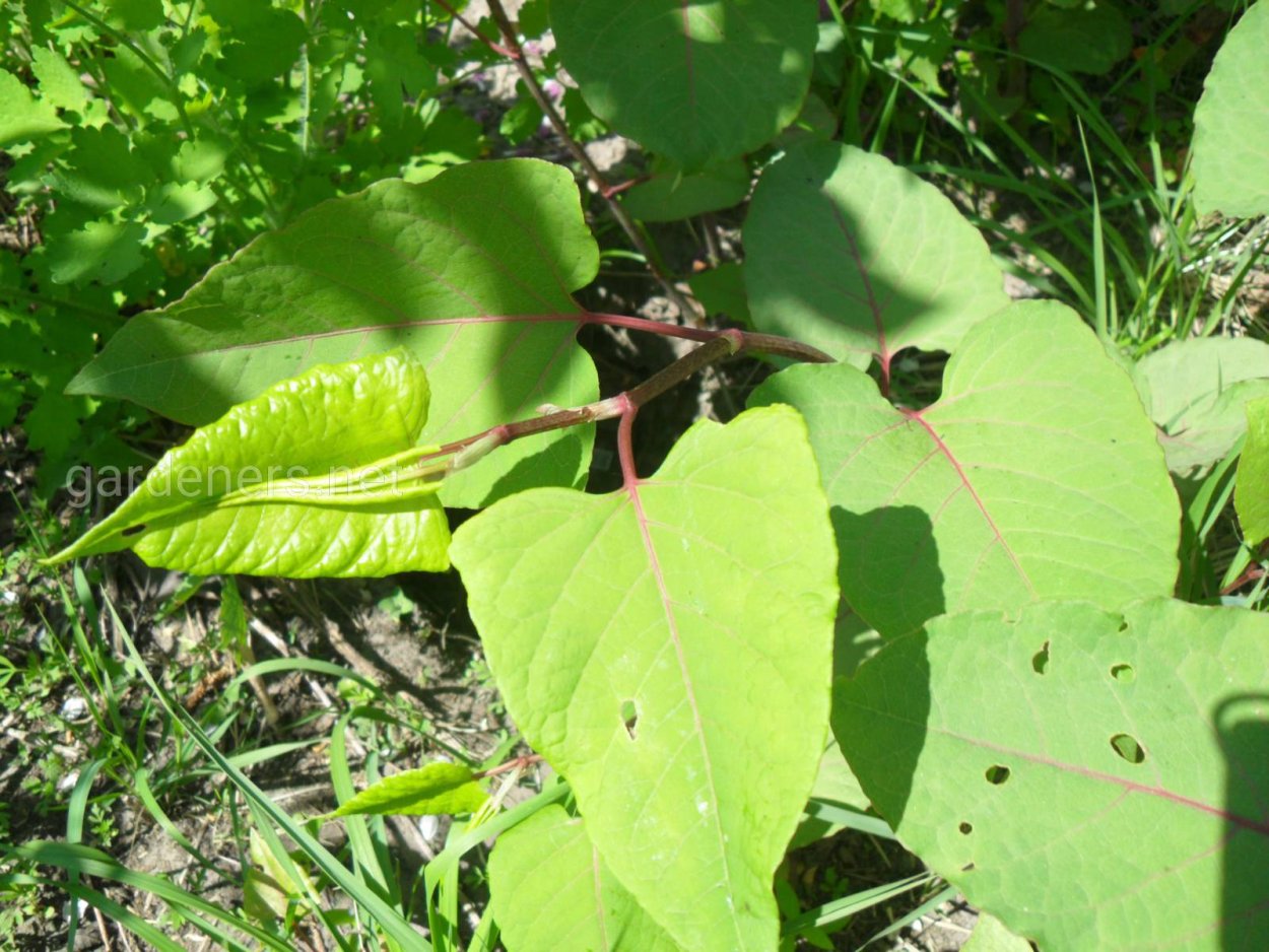 Сахалинская гречиха, Рейнутрия японская,