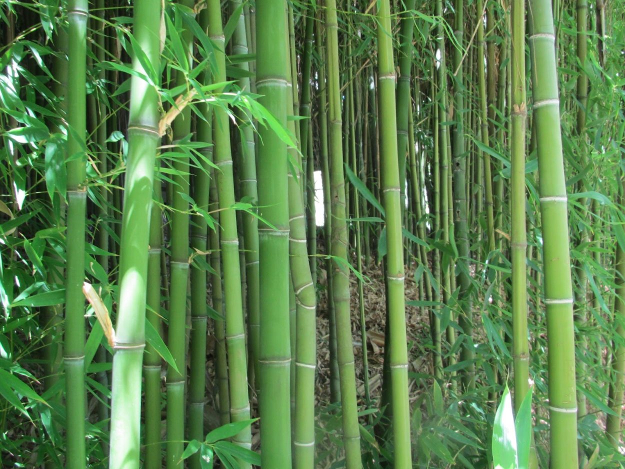 Листоколосник бамбуковый