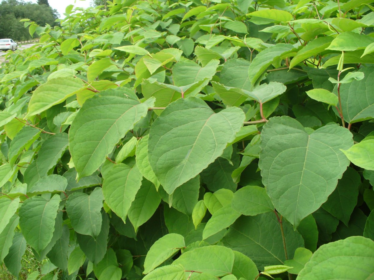 Рейнутрия Богемская Reynoutria Bohemica