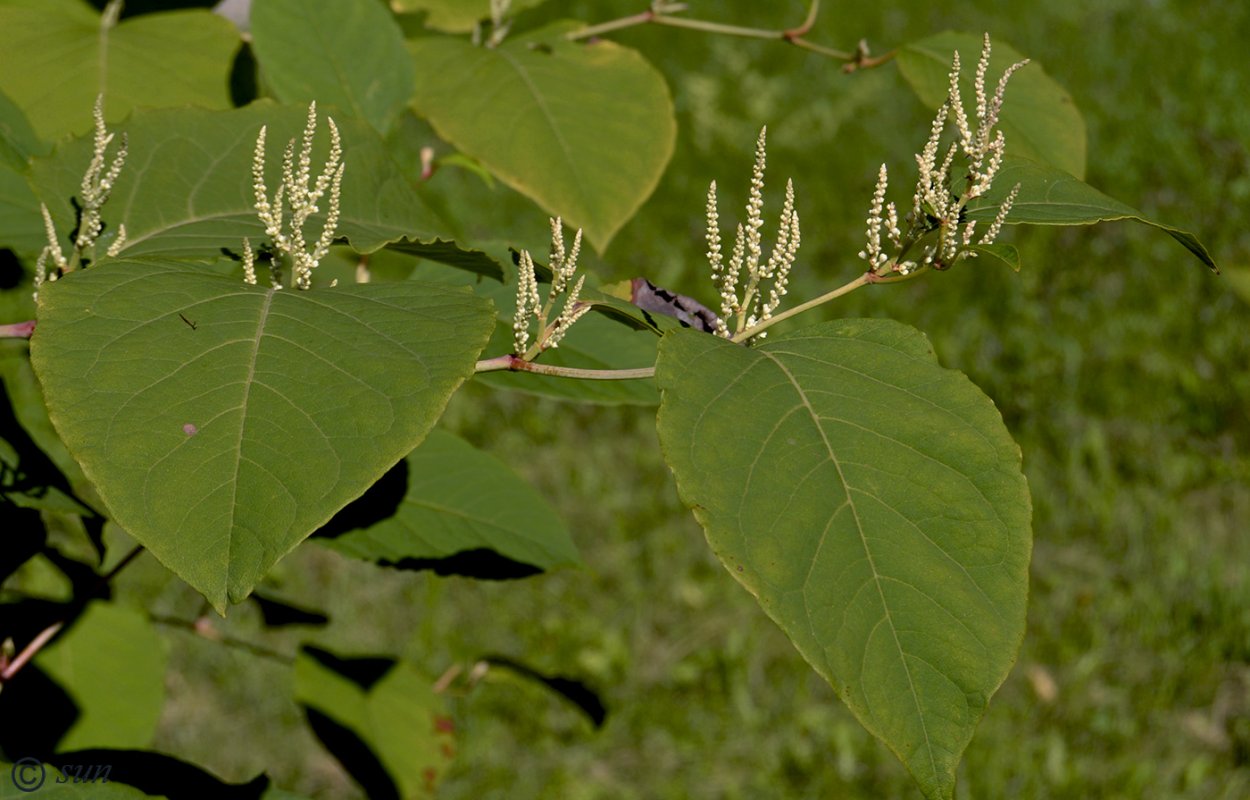 Рейнутрия Сахалинская побеги