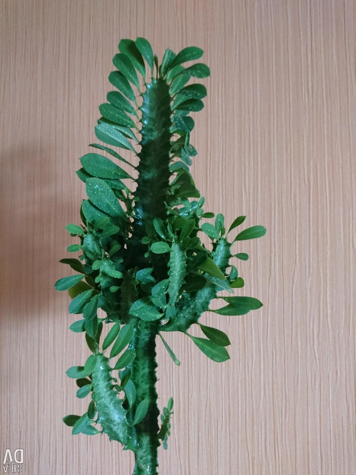 Молочай треугольный