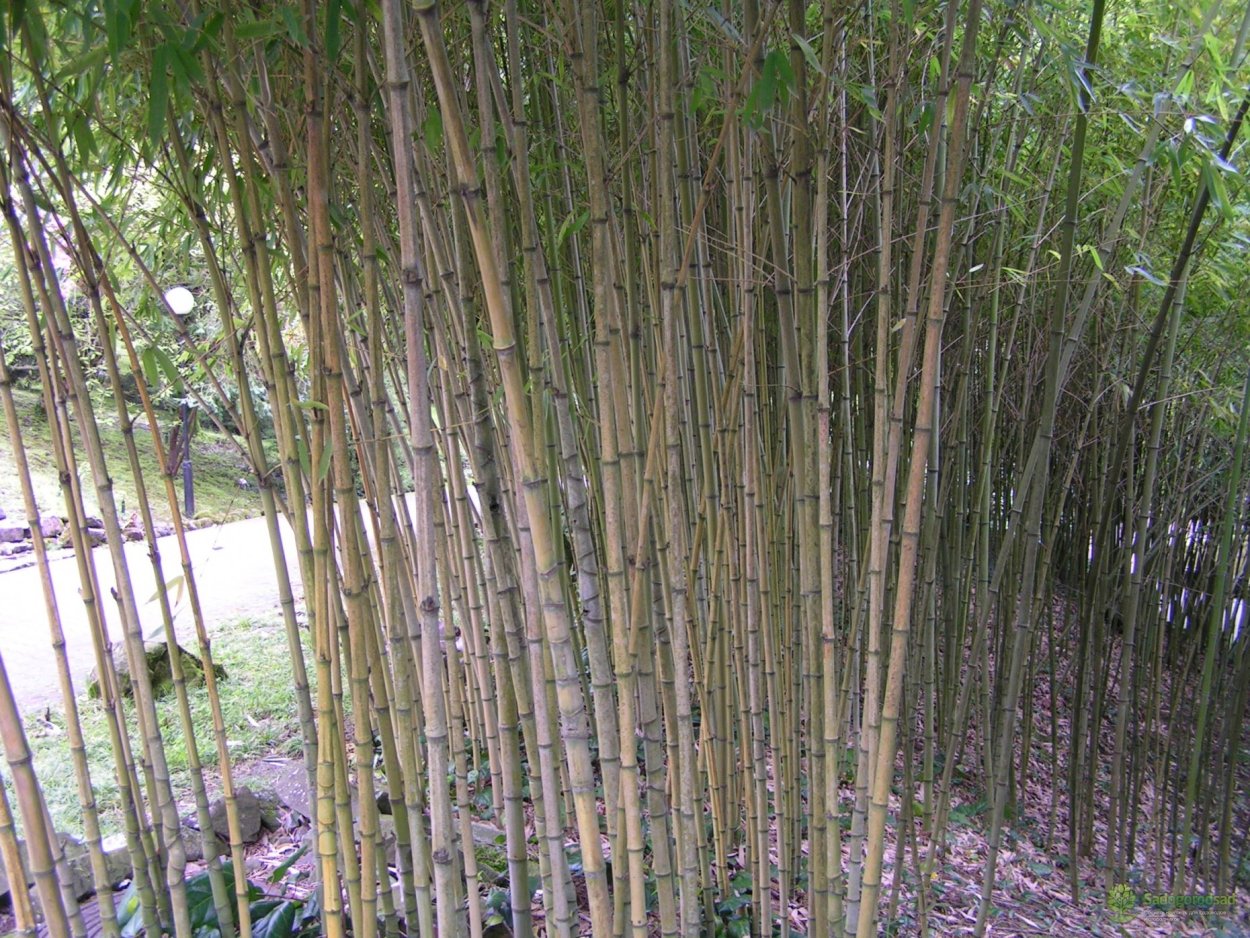 Бамбук Сибирский широколистный