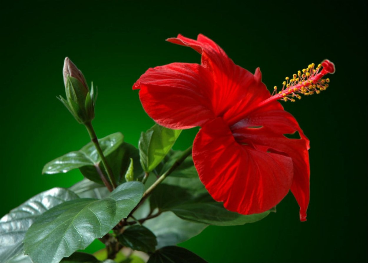 Антуриум китайская роза